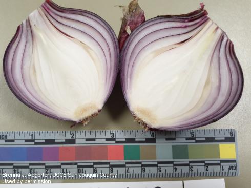 Symptom of bacterial bulb rot in the scales in an onion.