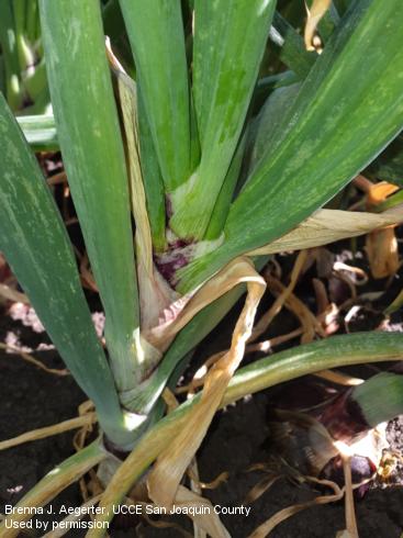 Leaf dieback on onion caused by bacterial bulb rot.