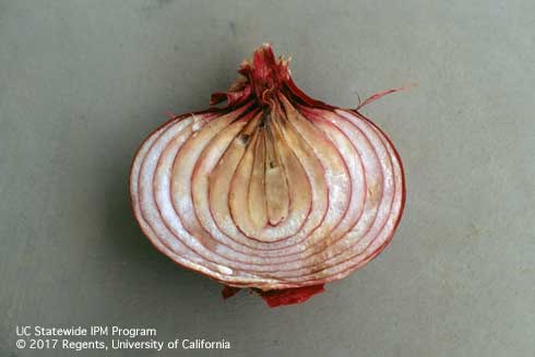 Watersoaked and browning of onion scales, caused by Botrytis bulb rot, <i>Botrytis allii</i>.