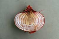 Botrytis neck and bulb rot on onion