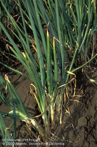 Foliage damaged by Botrytis.