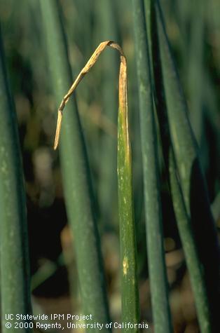 Foliage damaged by Botrytis.