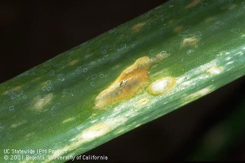 Foliage damaged by Botrytis.