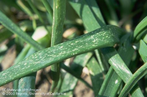 Botrytis leafspot.