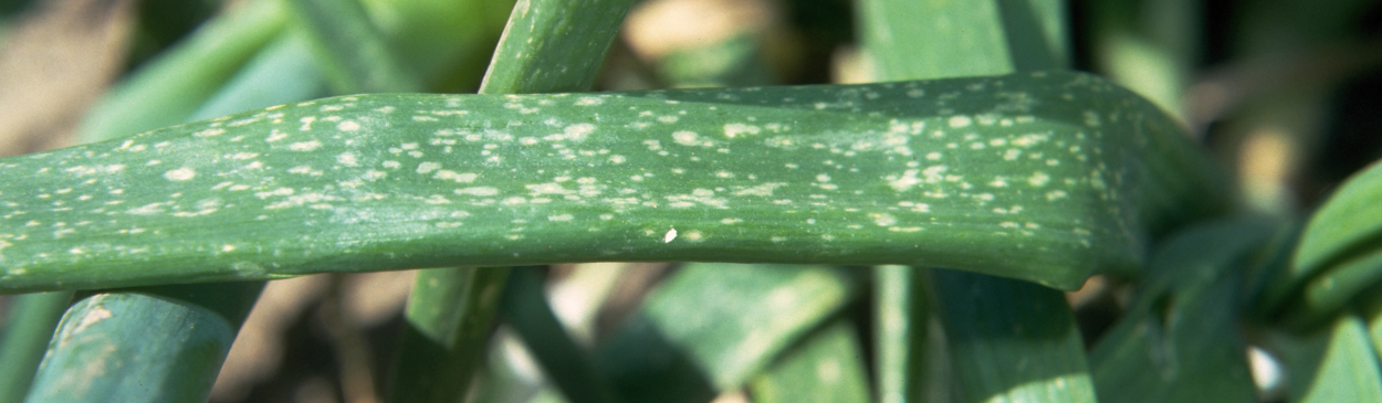 Botrytis leafspot.