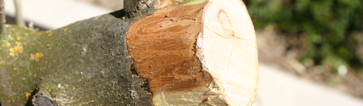 Cross section of olive tree branch affected by Botryosphaeria blight.