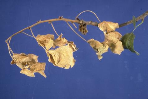 Dead leaves remain attached to shoot killed by Botrytis shoot blight.