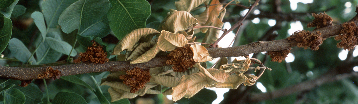 Light brown, dead leaves on shoot girdled by Botrytis shoot blight.