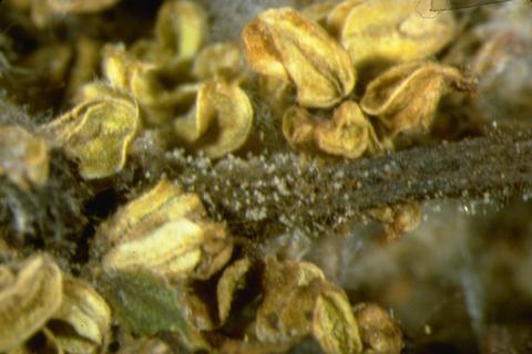 Tufts of spores on stem of male flower cluster infected by Botrytis.