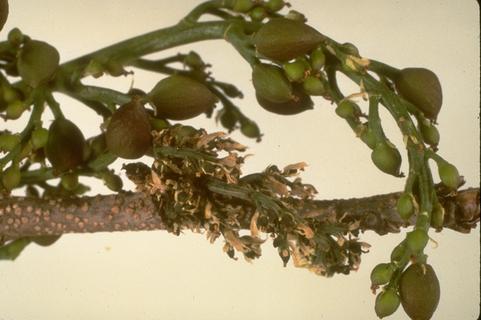 Light brown flower cluster blighted from previous season infection.