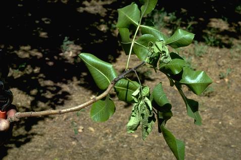 Shoots affected by Botryosphaeria blight turn black.