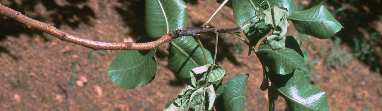 Shoots affected by Botryosphaeria blight turn black.