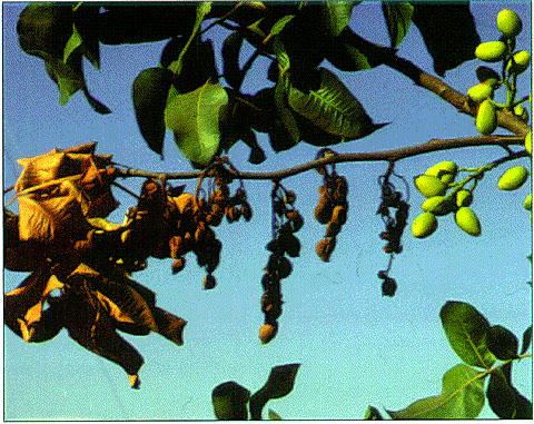 Leaves, nuts, and stem turn brown on shoot with Botryosphaeria shoot blight.