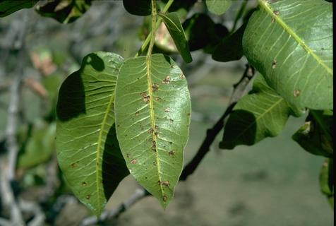 Dark brown Botryosphaeria lesions on a leaf.