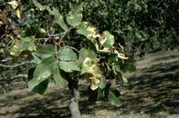 Large brown Botryosphaeria lesions on older pistachio leaves.