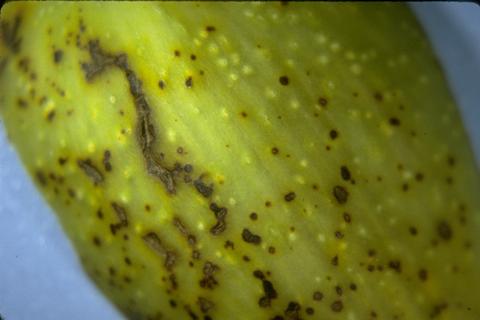 Small, dark brown Botryosphaeria lesions on a green fruit.