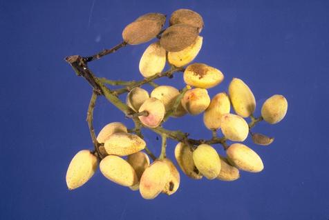 Pistachio fruit infected by Botryosphaeria turn brown..