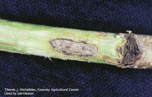 Sunken canker in a 2-year-old shoot of pistachio caused by <i>Botryosphaeria dothidea.</i>.