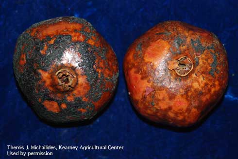 Black sclerotia on the surface of pomegranate fruit, due to gray mold, caused by <i>Botrytis cinerea.</i>.