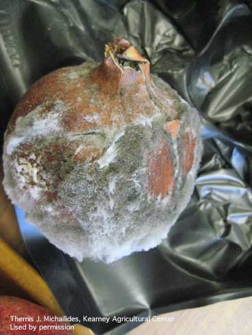 Pomegranate fruit infected with gray mold, <i>Botrytis cinerea,</i> shows typical coating of spores after being held in storage at high humidity.