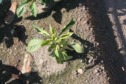 A stunted pepper plant with a rosette-like top is infected with <i>Beet curly top geminivirus.</i>.