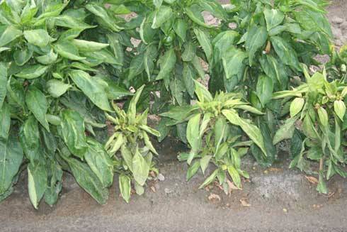 The internodes of pepper plants infected with <i>Beet curly top geminivirus</i> are short, resulting in extremely stunted plants. 