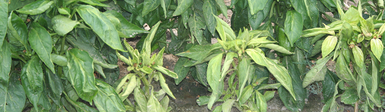 The internodes of pepper plants infected with <i>Beet curly top geminivirus</i> are short, resulting in extremely stunted plants.