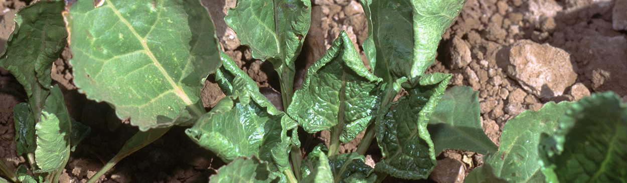 Sugarbeet stunted from curly top infection.