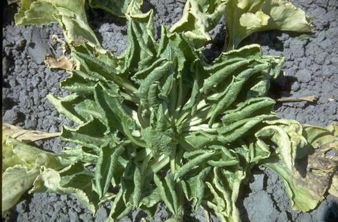 Foliage symptoms of beet curly top.