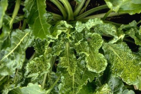 Foliage symptoms of beet mosaic virus.