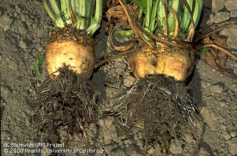 Rhizomania: proliferation of lateral roots on sugar beets caused by beet necrotic yellow vein virus.