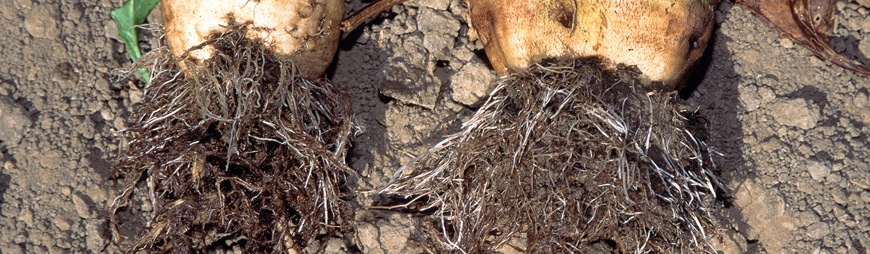 Rhizomania: proliferation of lateral roots on sugar beets caused by beet necrotic yellow vein virus.