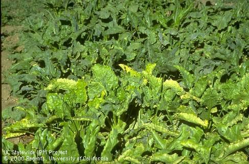 Leaves with interveinal yellowing and some marginal browning due to beet yellows virus complex.