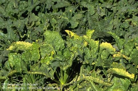 Field shot of beet yellows.