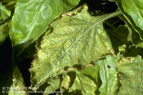 Leaf with interveinal yellowing, marginal browning, and curling due to beet yellows virus complex.