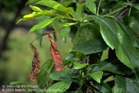 Dead shoot tip with two brown leaves, presumably Botrytis.