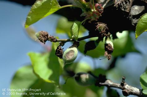 Jacket rot on young apricot fruit.