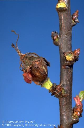 Jacket rot on young apricot fruit.