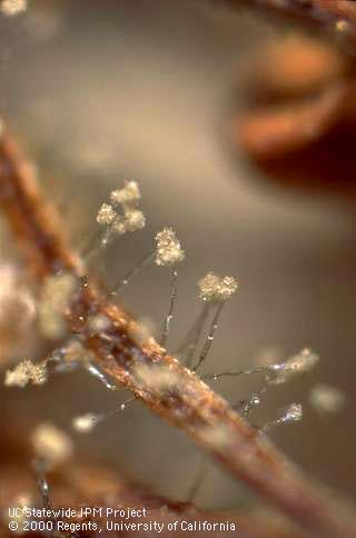 Botrytis conidiophores on style of blighted blossom.