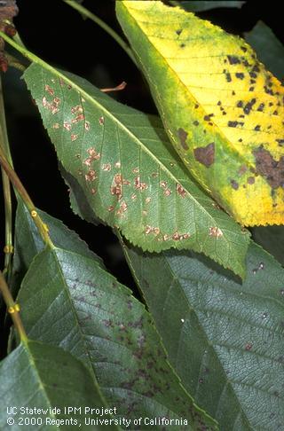 Brown blotches on the upper and lower surface of cherry leaves due to cherry leaf spot, <i>Blumeriella jaapii</i>. Diseased leaves eventually turn yellow (right).