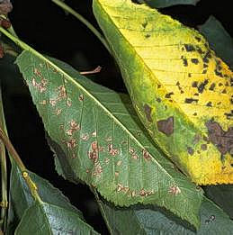 Brown lesions and leaf yellowing due to leaf spot.