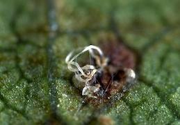 A magnified view of white spore tendrils of leaf spot oozing from a lesion.