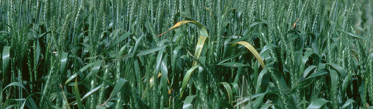 Foliage damaged by barley yellow dwarf.