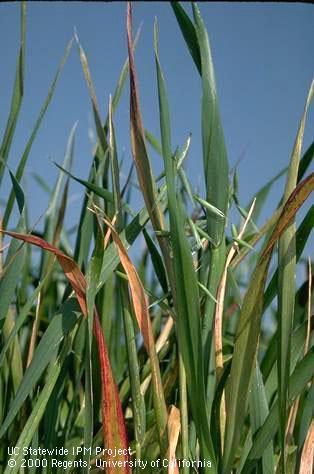 Foliage damaged by barley yellow dwarf.