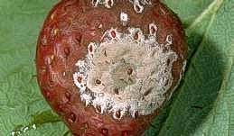 Gray mold infection on fruit