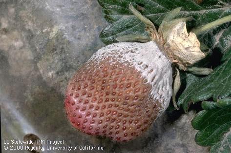 Strawberry fruit with Botrytis fruit rot, or gray mold, <i>Botrytis cinerea</i>.