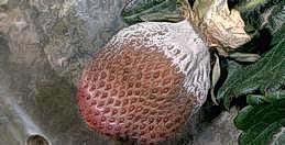 Diseased strawberry due to Botrytis blight.