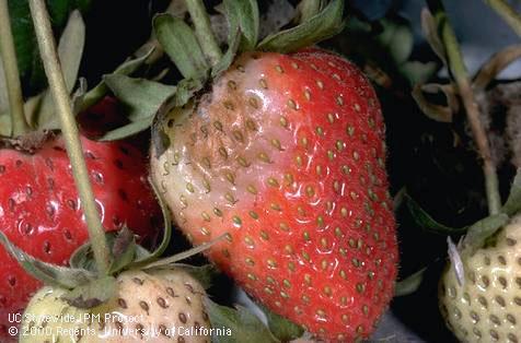 Early stage of Botrytis fruit rot, <i>Botrytis cinerea.</i>.