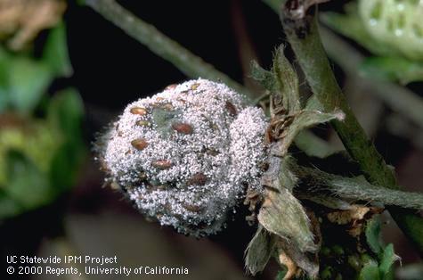 Spores of gray mold, <i>Botrytis cinerea</i>, on an infected strawberry.