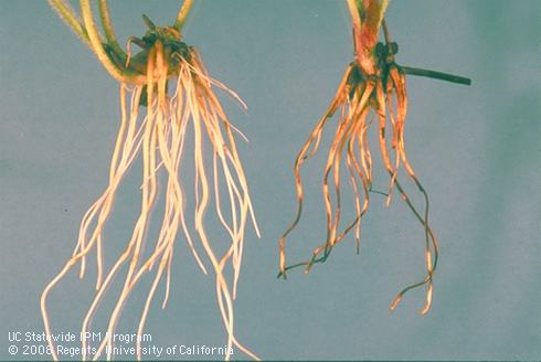 Strawberry roots damaged by black root rot.